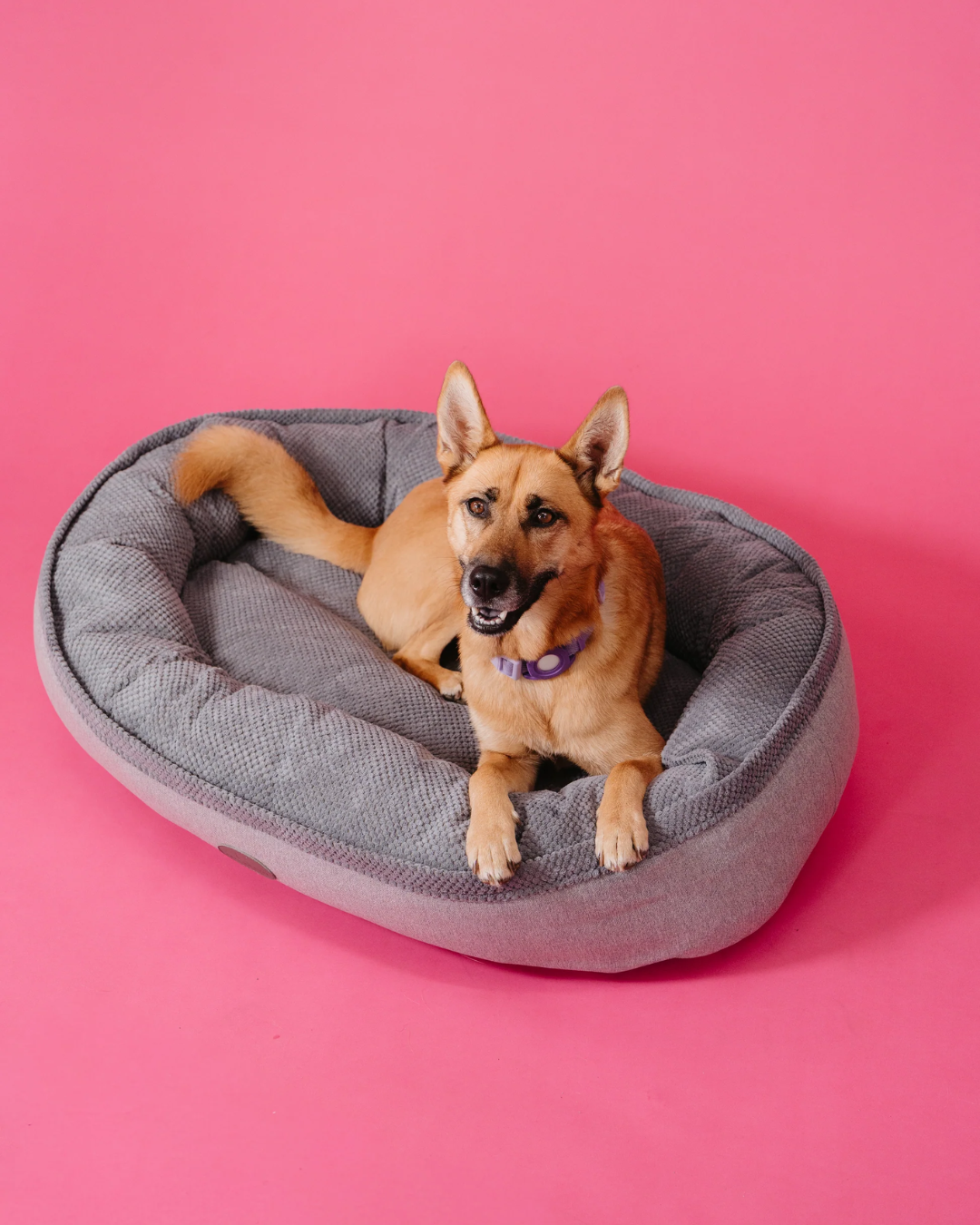 Furry bagel dog bed with faux shearling interior and velvet shell